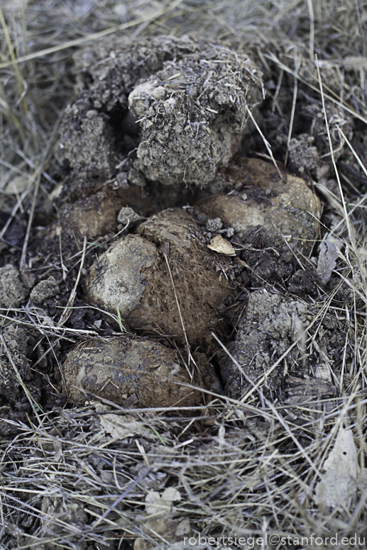 pisolithus